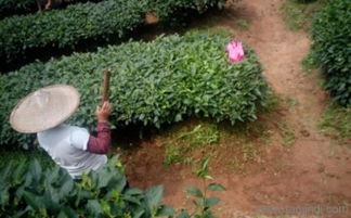 植物微生物有機肥 價格、廠家與研發(fā)趨勢解析